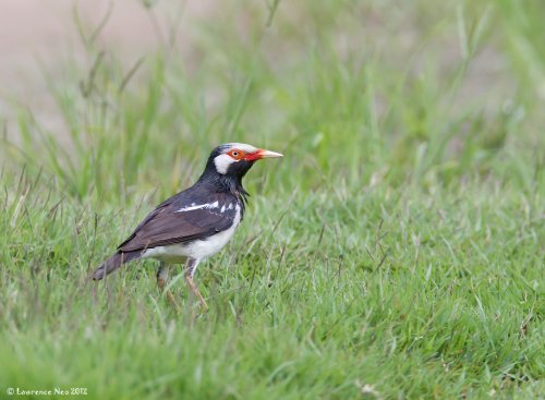 Jalak Suren - Asian Pied Starling (Gracupica contra) 1